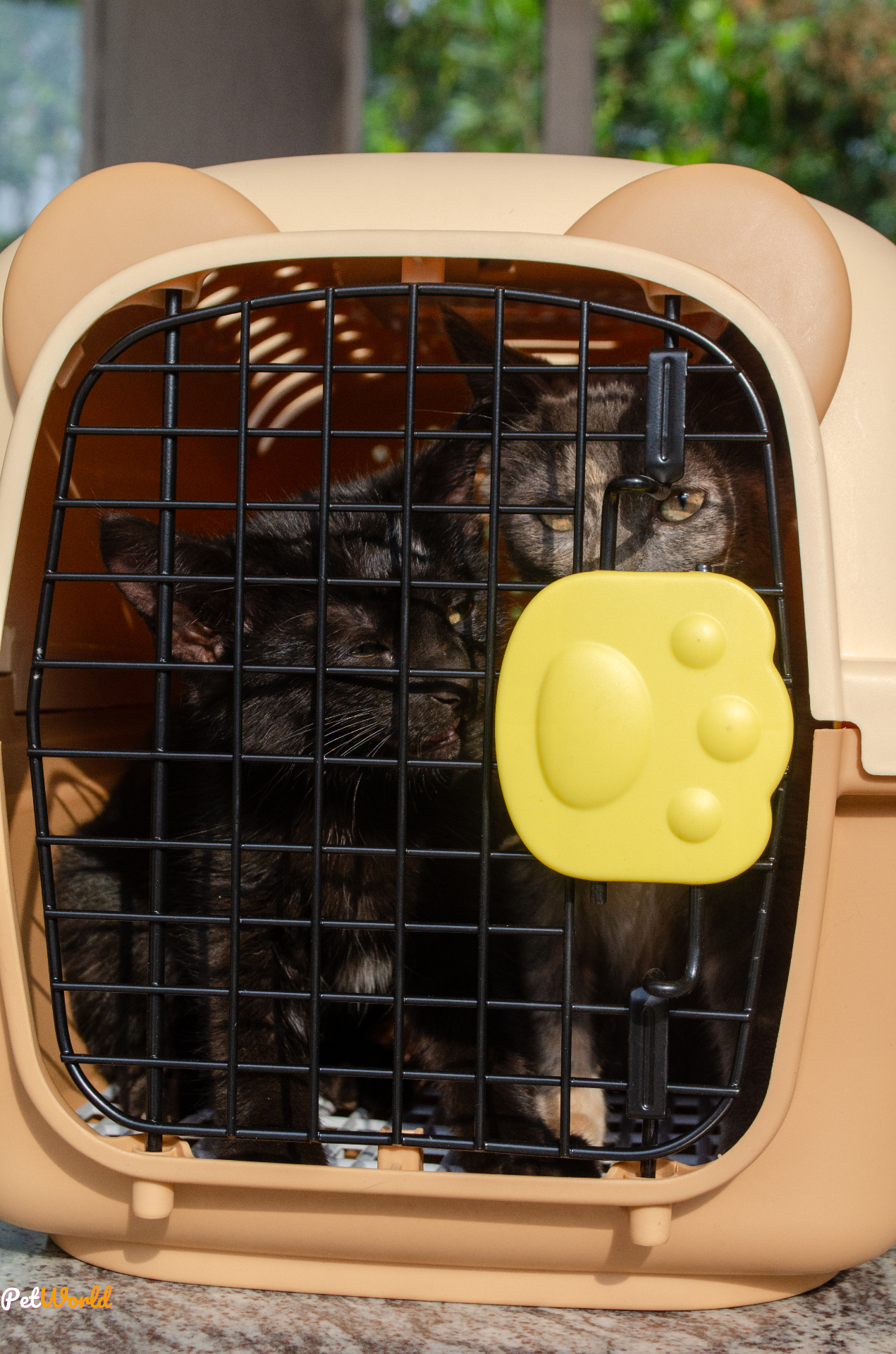 Two cats in a PetWorld carrier